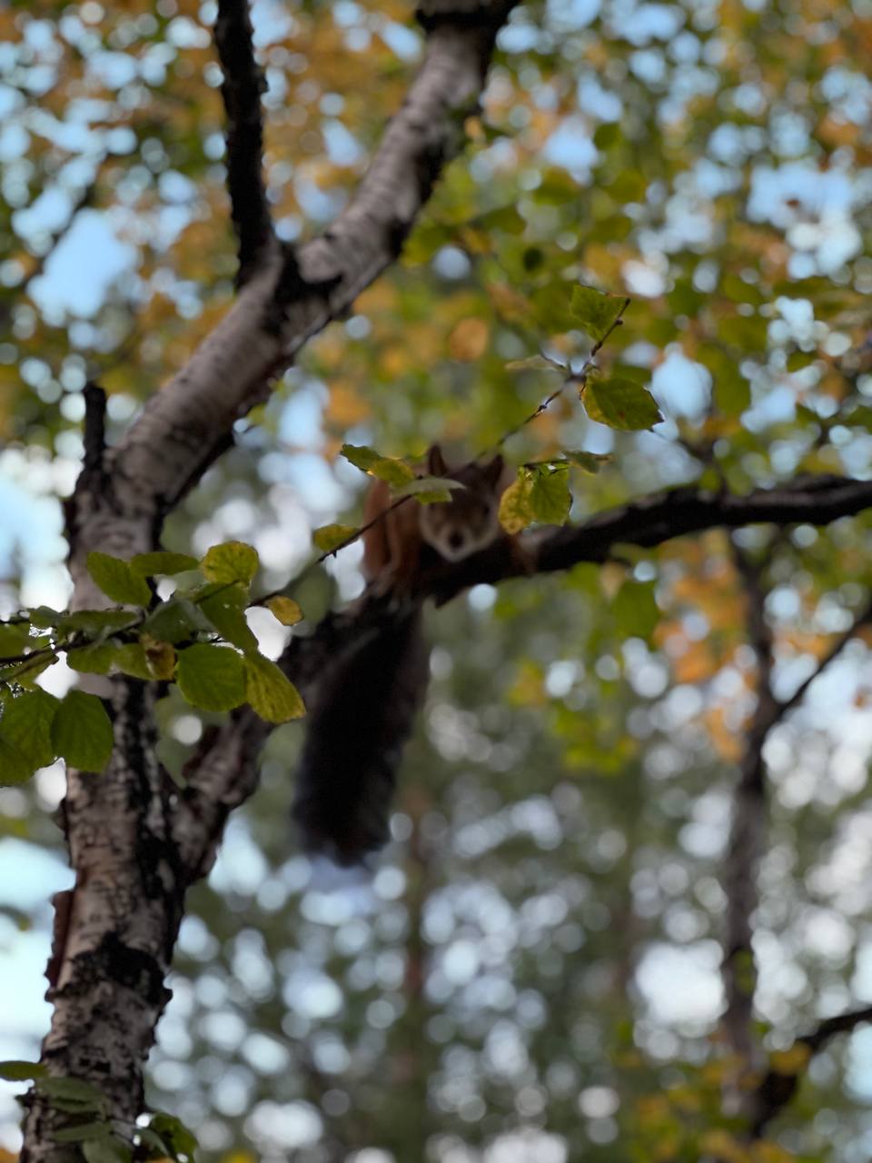 laplandskiyzapovednik